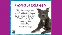 Comfy Cozy Pet Service MLK quote