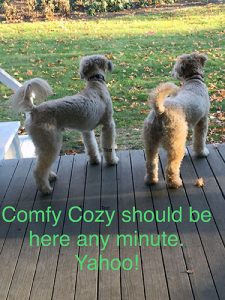 Comfy Cozy Pet Sitting, Milton, MA