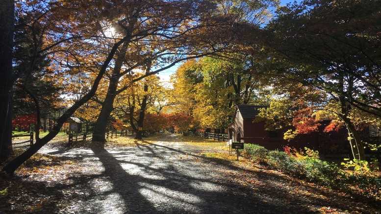 A path in the woods with trees in the background, surrounded by nature's beauty and tranquility.