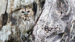 The Trailside Museum Adult Owl Prowl