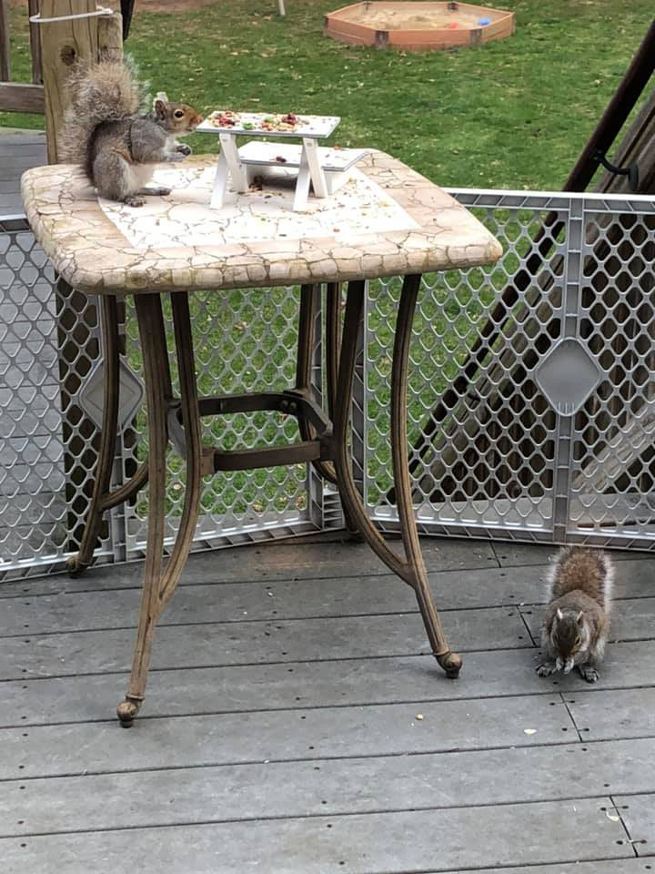 Milton resident builds patio furniture for squirrels to keep busy during quarantine