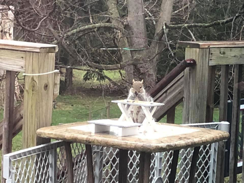 Milton resident builds patio furniture for squirrels to keep busy during quarantine