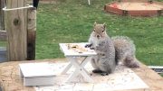 Milton resident builds patio furniture for squirrels to keep busy during quarantine