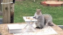 Milton resident builds patio furniture for squirrels to keep busy during quarantine