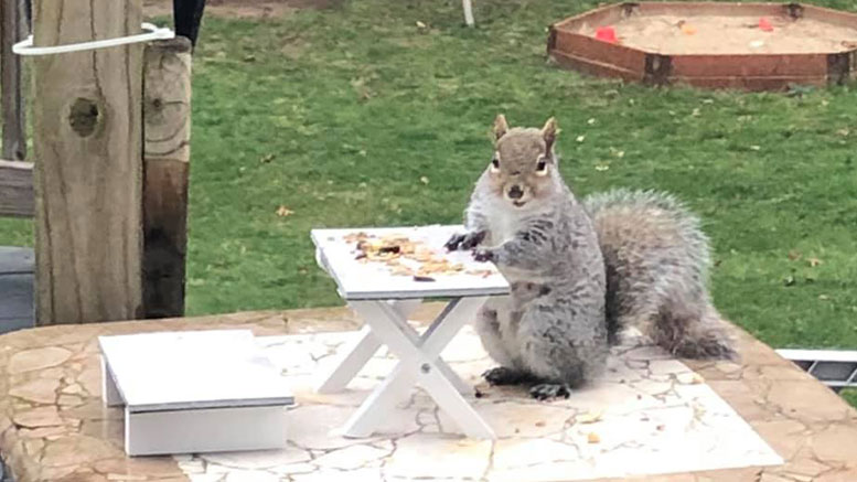 Milton resident builds patio furniture for squirrels to keep busy during quarantine