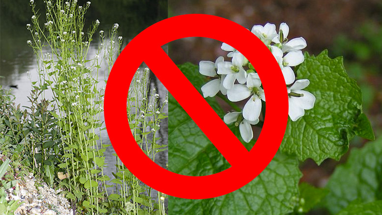 Garlic Mustard. Images courtesy Wikipedia.