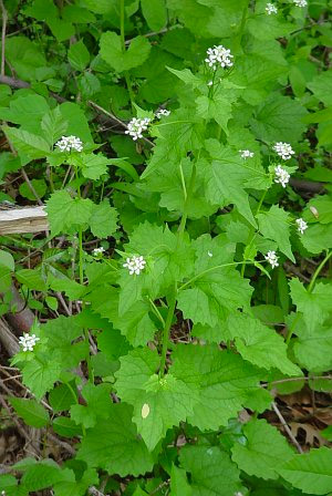 garlic mustard 