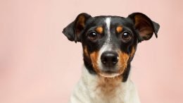 A black and white dog is looking at the camera while Comfy Cozy Pet Sitting offers a back-to-school plan for your pets.