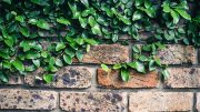 brick wall with ivy