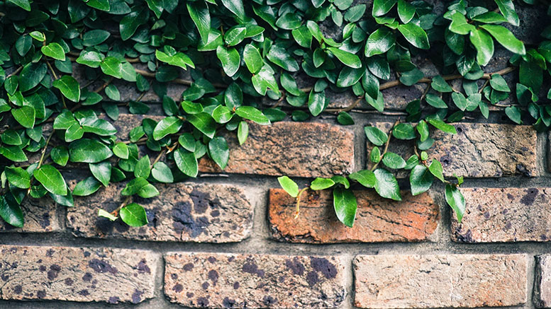 brick wall with ivy