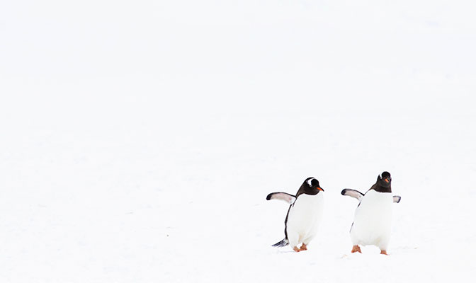 penguins