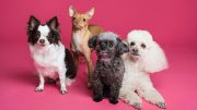 four dogs with a pink background