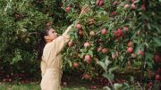 apple picking