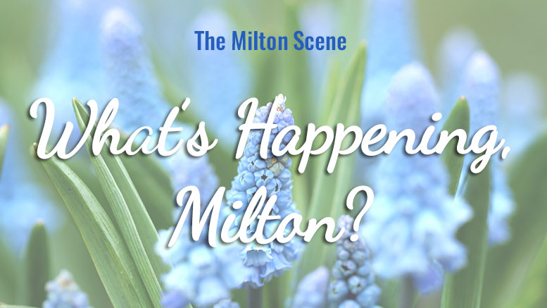 What's Happening Milton - weekly update of events in Milton, MA