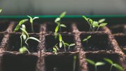 seedlings plant plants