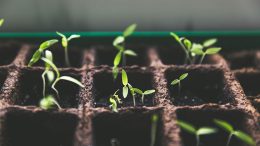 seedlings plant plants