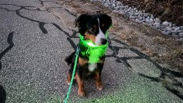 light up dog collar review