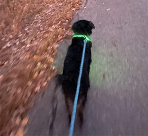 light up dog collar review