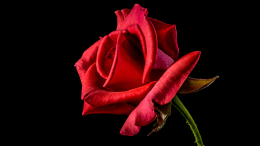 single red rose