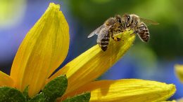 be bees on a flower