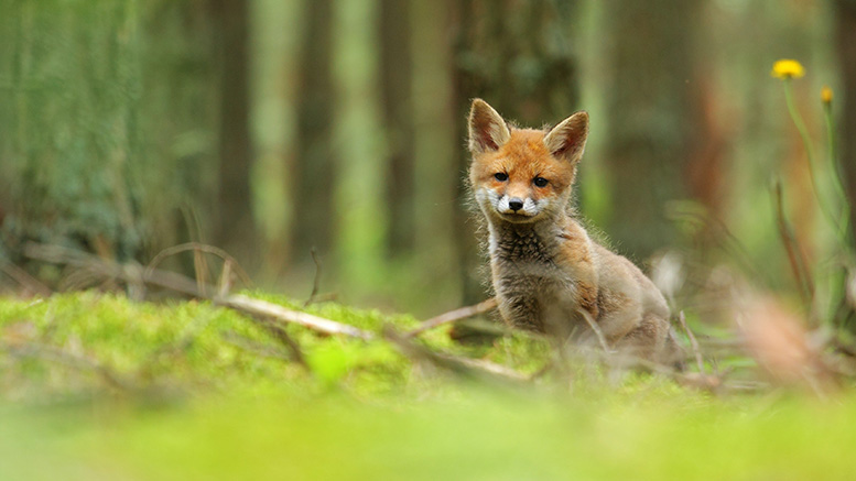 baby fox animal