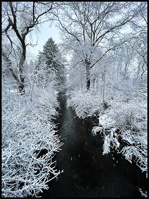 winter tree