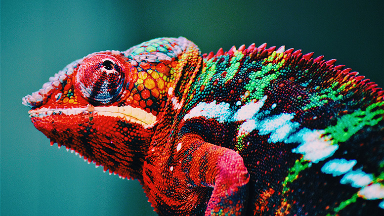 Colorful reptile lizard