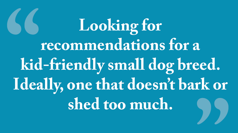 Milton Neighbors advice: Looking for recommendations for kid friendly small dog breeds, one that doesn't bark or shed too much