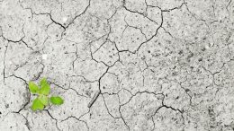 desert with small green plant, showing climate change