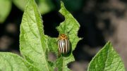 garden pest beetle