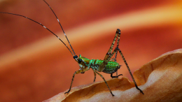 Emerald Hopper on Orange Lily by photographer Linde Eyster