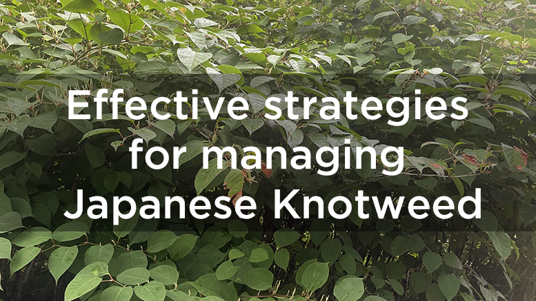 Effective strategies for managing Japanese Knotweed: Timing and techniques