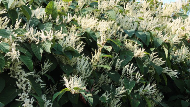 Japanese knotweed in its flowering state. Image: Canva
