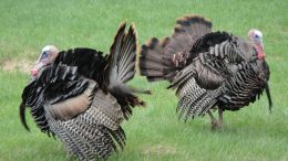 wild turkeys, turkey. image: canva