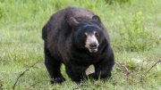 A black bear walking through a grassy field near the Milton Public Library.