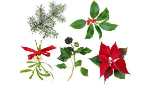 various christmas plants. source; Canva