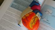 A model of a human heart on top of an open book, highlighting essential considerations in Milton's online nursing program.
