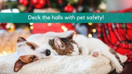 Deck the halls: pet safety - pic with dog and cat. source; Canva