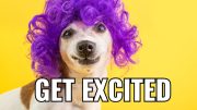 Get excited for Local businesses on Nov. 1, 2023 - Post Your Biz Day with a dog wearing a purple wig!