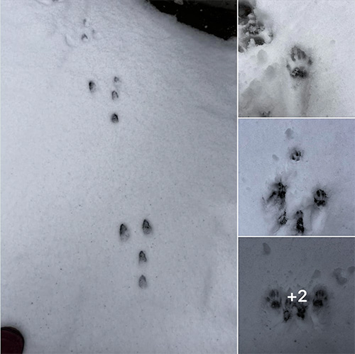 Four pictures of animal tracks in the snow, captured during the middle of the night Logan trips.