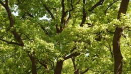 A group of green trees in a park.