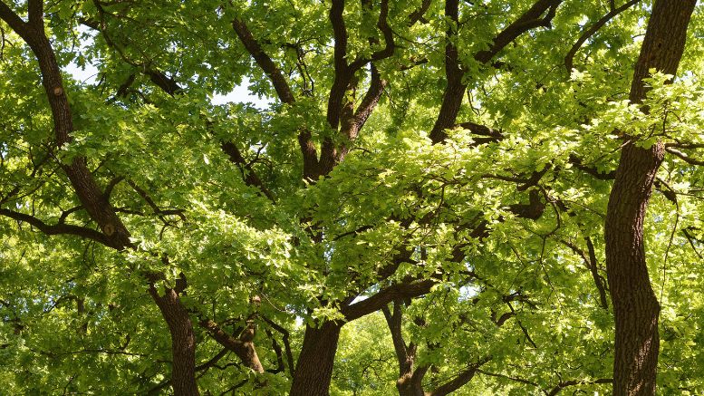 A group of green trees in a park.
