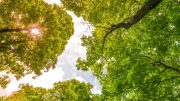 The sun is shining through the trees in a green forest.