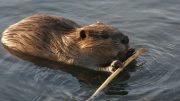 A beaver gnawing on a branch in water, awaiting the Milton Board of Health to address urgent issues at the March 18 meeting.