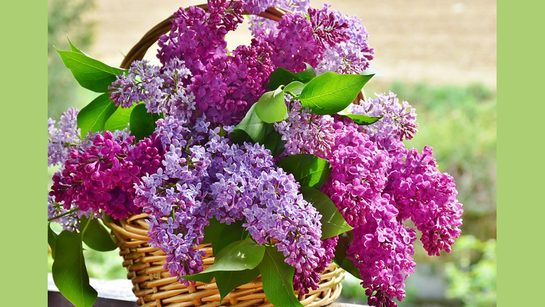 A wicker basket filled with vibrant purple lilac blooms against a soft focus garden background, perfect for the Craft Your Own Bumble Bee: Needle Felting Workshop on May 4 at Milton Public Library