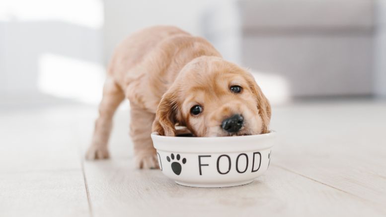 Dog enjoy food sale
