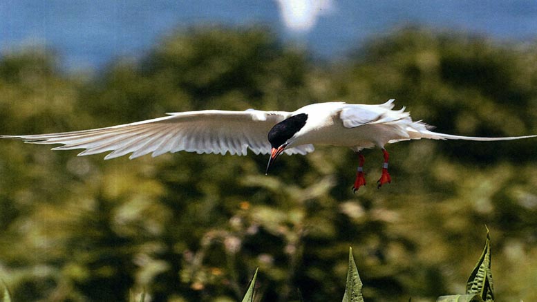 A white bird with black cap and red legs flies with wings spread over green foliage, reminiscent of scenes from a virtual nature talk about Bird Island near Cape Cod.