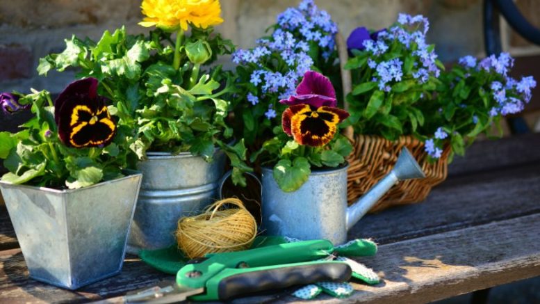 Potted flowers, including pansies and marigolds, accompany a coil of twine, green gardening gloves, and a pruning shear on a wooden bench—a perfect scene for the upcoming Garden Gather: Connect & Grow on April 26, 2025.