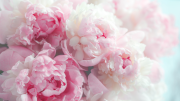 Close-up of pink and white peonies in full bloom, their soft petals and delicate textures capturing the essence of "Fragrance in the Garden" with Joanne Pearson on April 29.