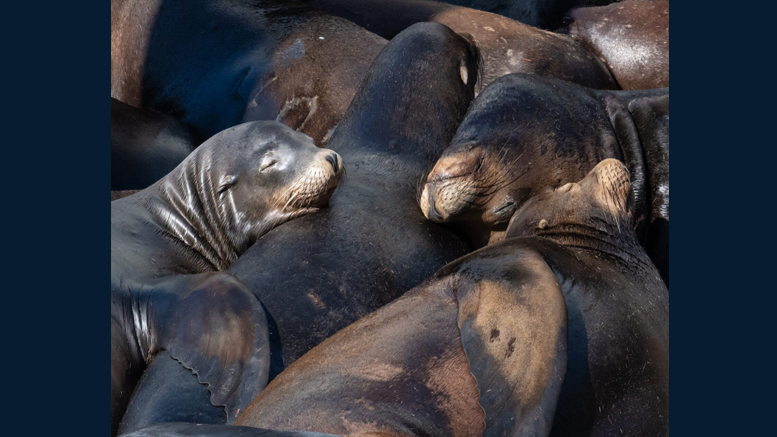 A group of sea lions lie closely together along the Pacific Coast, some resting their heads on each other, appearing to be asleep.
